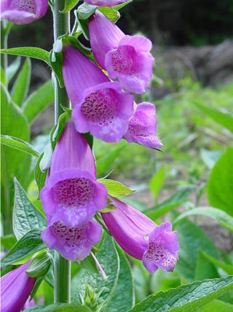 digitalis