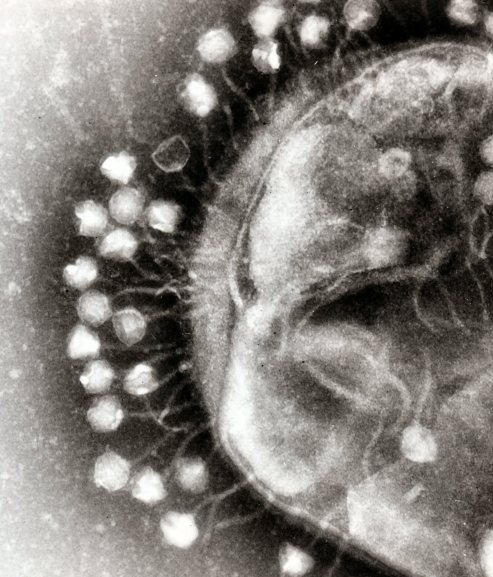 phages_wikipedia_big