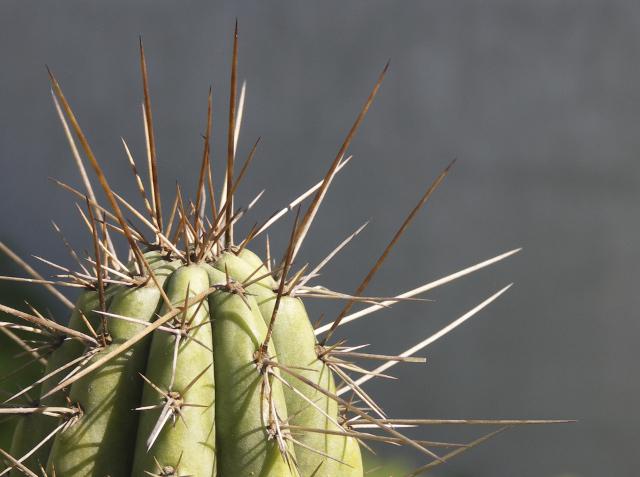 por-que-los-cactus-tienen-espinas-2